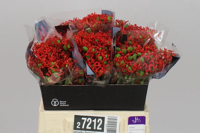 <h4>Jatropha Firecracker</h4>