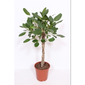 Ficus Benghalensis