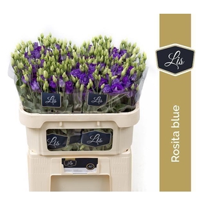 Lisianthus do rosita blue