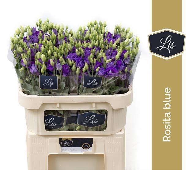 <h4>Lisianthus do rosita blue</h4>