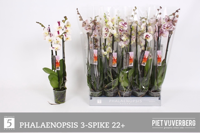 <h4>PHAL OV WIT</h4>