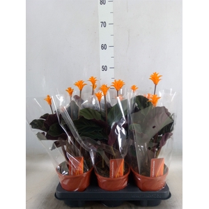 Calathea crocata