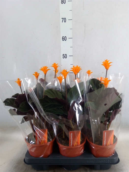 <h4>Calathea crocata</h4>