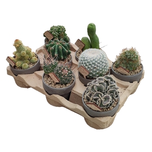 MIX CACTUS IN TERRACOTTA POT Ø 10 WITH PICK - ECO TRAY 8 PCS (CACTUS)