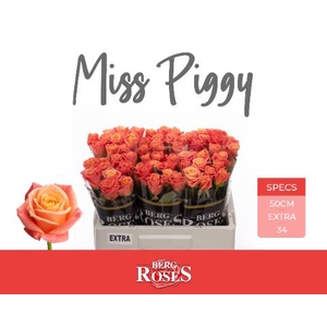 R GR MISS PIGGY+