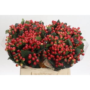 Hypericum True Romance