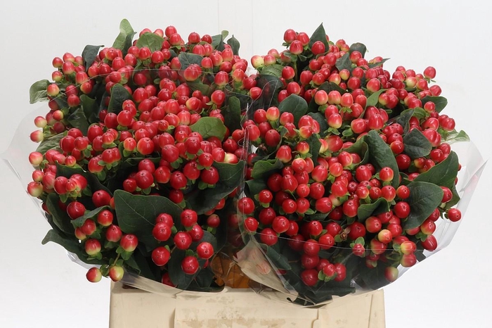 <h4>Hypericum True Romance</h4>