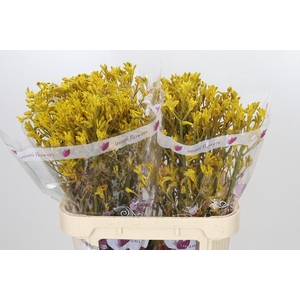 Anigozanthos Imani Yellow