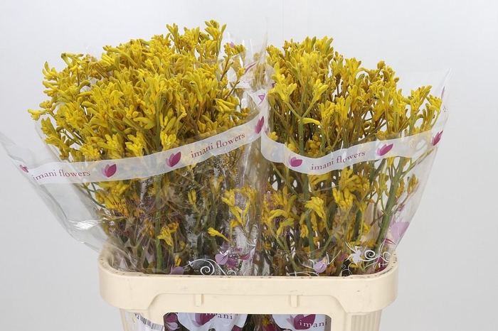 <h4>Anigozanthos Imani Yellow</h4>