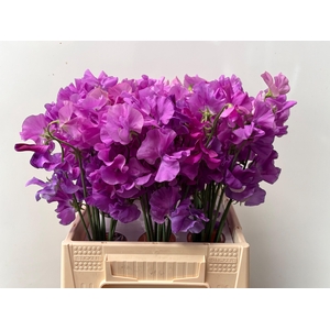 LATHYR WI SUNS MAUVE