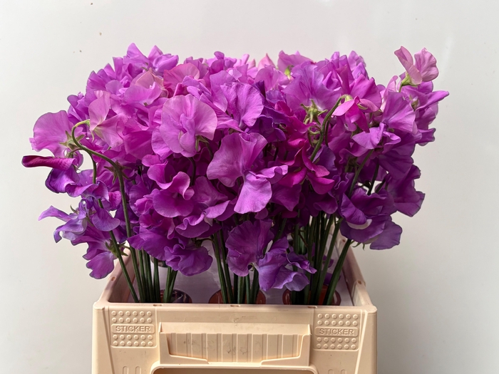 <h4>LATHYR WI SUNS MAUVE</h4>