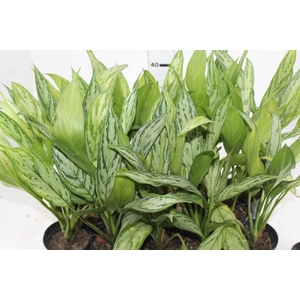 AGLAONEMA PRATA LANÇA - PT12