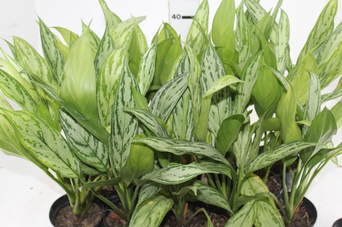 <h4>AGLAONEMA PRATA LANÇA - PT12</h4>