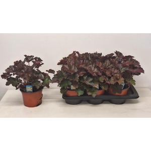 HEUCH MI PALACE PURP