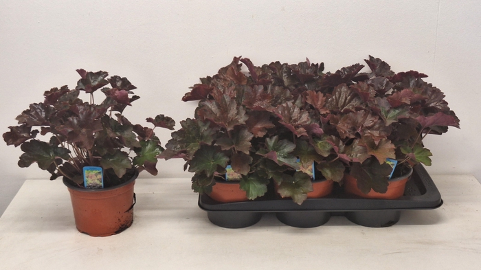 <h4>HEUCH MI PALACE PURP</h4>