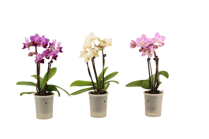 <h4>Phal Tiny Dolls Mix 3T18+ Aqu@</h4>