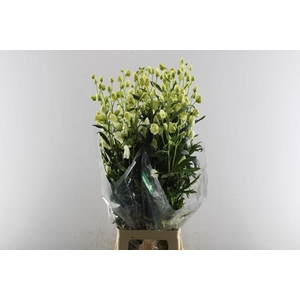 Aconi Na Album (wit)