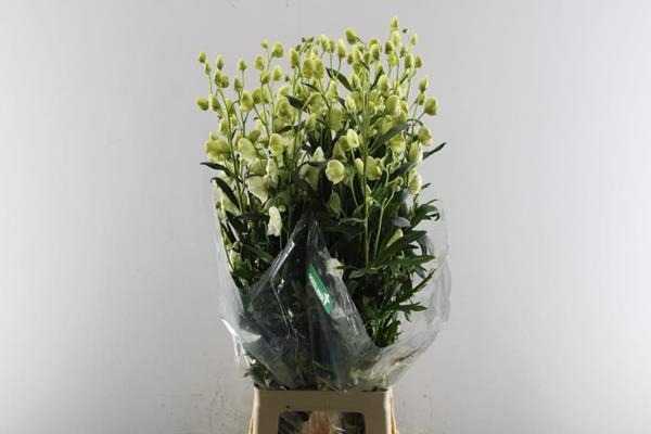 <h4>Aconi Na Album (wit)</h4>