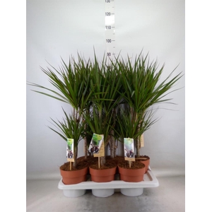 Dracaena marg.