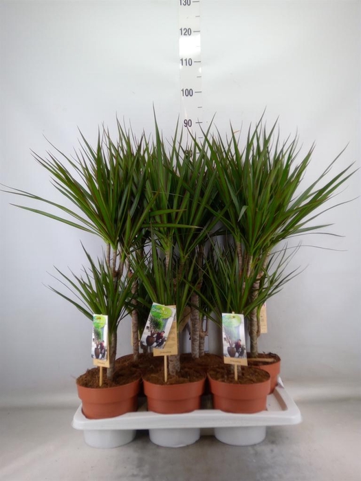 <h4>Dracaena marg.</h4>