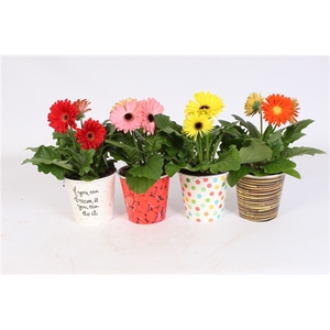 Gerbera gemengd 2+ in surprise beker 4assorti