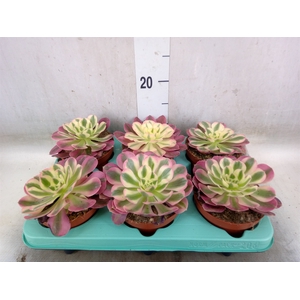 Aeonium   ...