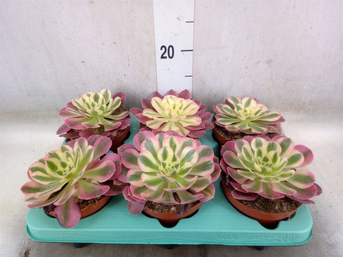 <h4>Aeonium   ...</h4>