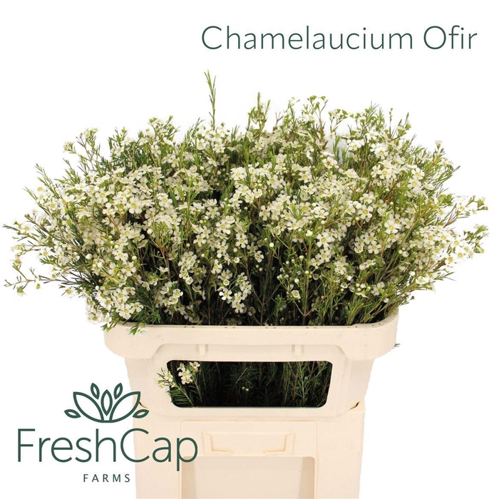 <h4>CHAME UN OFIR</h4>