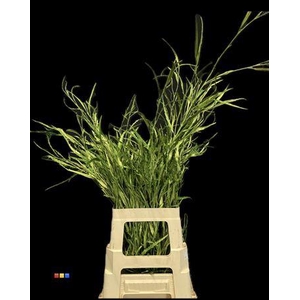 Grevillea Metallic Olive