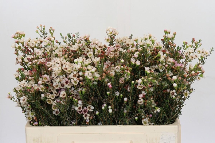 <h4>Chamelaucium Ella</h4>