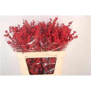 Ilex Magical Crimson