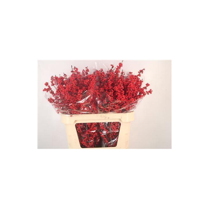 <h4>Ilex Magical Crimson</h4>