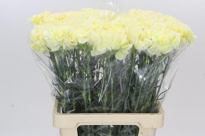 Dianthus St Poirot Giallo