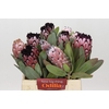 Protea African Didi