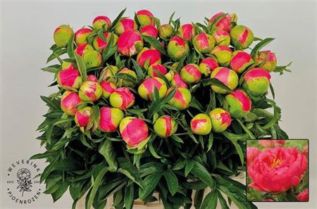 <h4>Paeo Coral Sunset</h4>