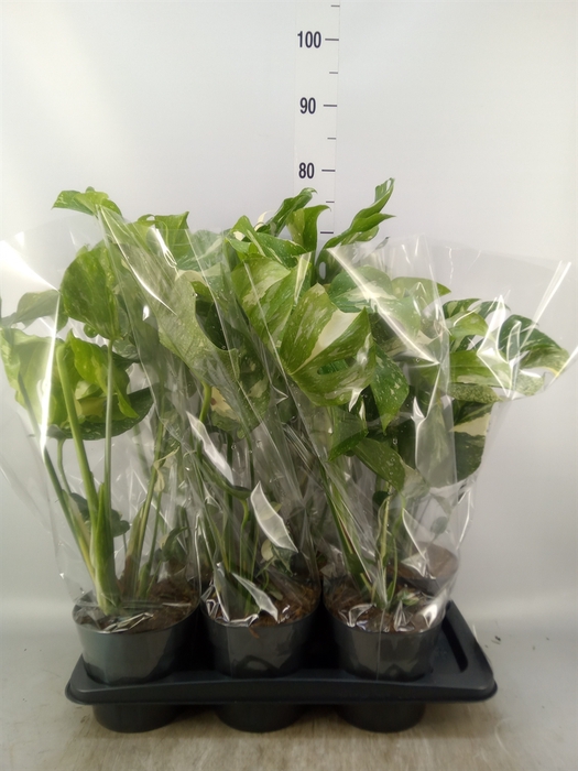 <h4>Monstera delic. 'Thai Constellatio'</h4>