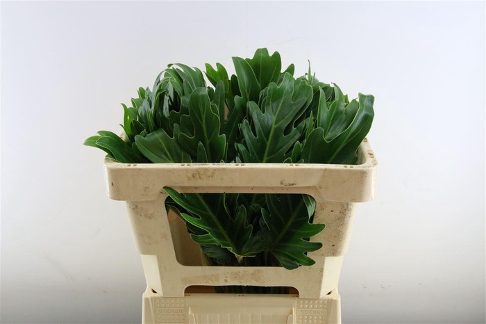 <h4>Philodendron Xanadu</h4>