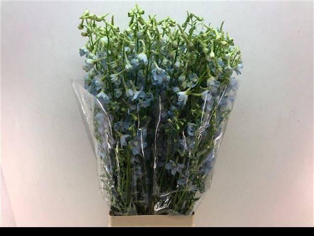 <h4>DELPH EN BALLKLEID</h4>