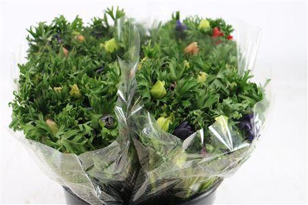 <h4>Anem Marianne Mixed</h4>