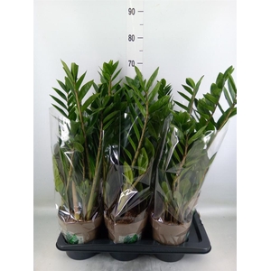 Zamioculcas zamiifolia