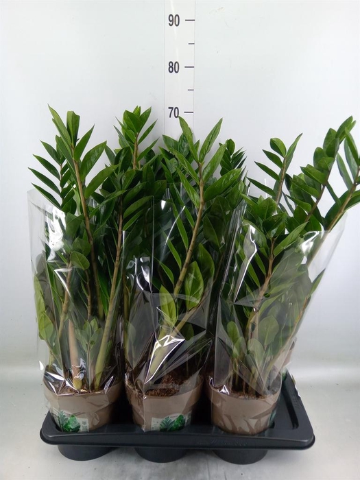 <h4>Zamioculcas zamiifolia</h4>