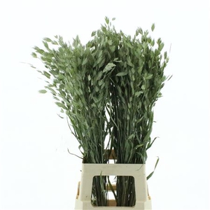 Dried Chasmanthium Latifol