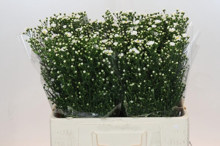 <h4>Aster Paquita</h4>