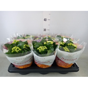 Kalanchoe blos. 'RosDon Dione'