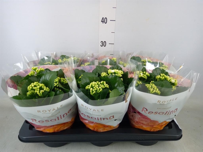 <h4>Kalanchoe blos. 'RosDon Dione'</h4>