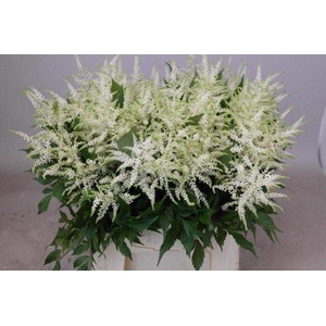 Astilbe Washington Rutgrink