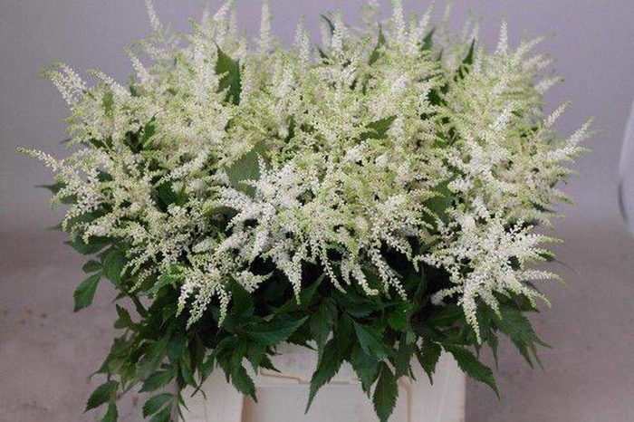 Astilbe Washington Rutgrink