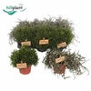 Rhipsalis Gem