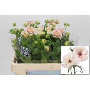 RAN BUTTERFL ARIADNE