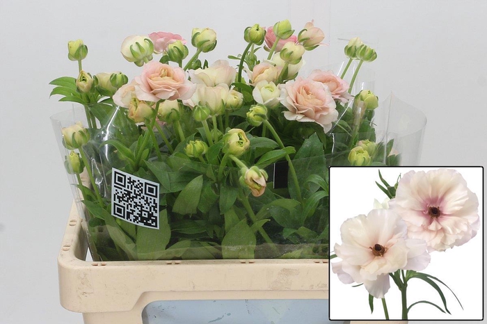 <h4>RAN BUTTERFL ARIADNE</h4>